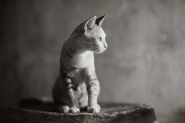 Cat in black and white. — Stock Photo, Image