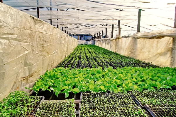 Salada verde estufa planta — Fotografia de Stock
