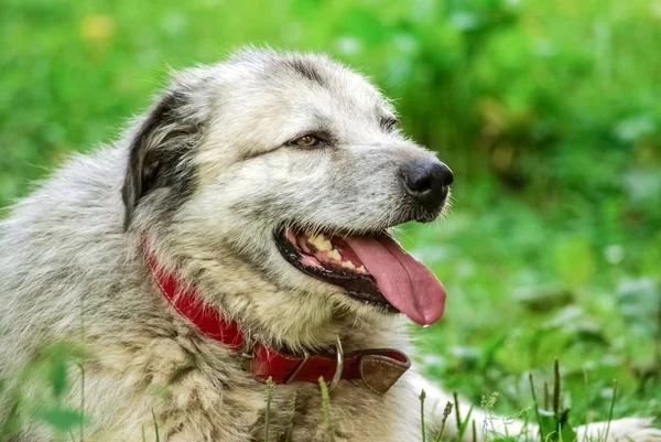 Hond portret met rode kraag op groen gras buiten achtergrond — Stockfoto