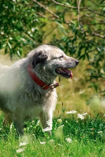 Grijze herder in groen gras achtergrond — Stockfoto