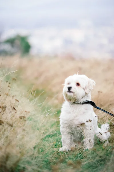 Vit bichon och naturliga gula hö bakgrund — Stockfoto