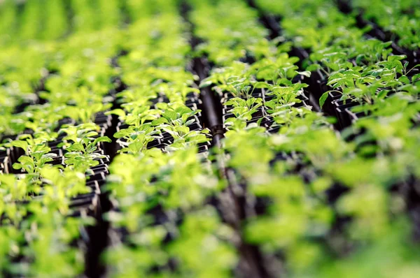 Green salad crop close up — Stock Photo, Image