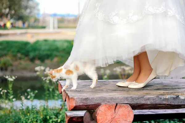Gelin Elbise altında yürüyen kedi — Stok fotoğraf