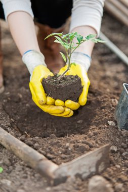 Yeşil ev işçisi elleriyle koruma eldivenleri ve bitki