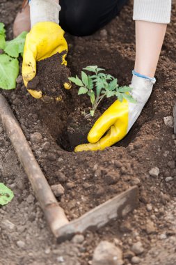 bliska robotnik ręce sadzenia