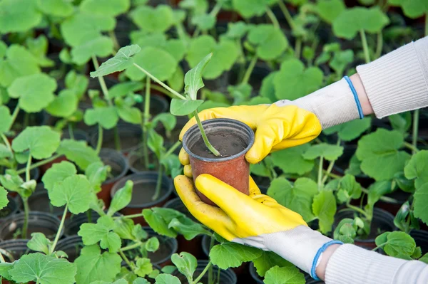 Primer plano de las manos del trabajador con guantes en la plantación — Foto de Stock