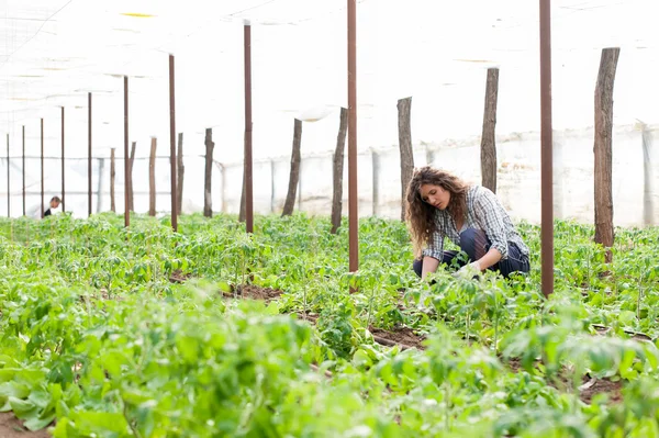 Female plantation worker — Stock Photo, Image