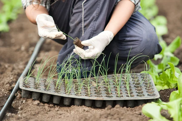 Casa verde lucrător mâini plantarea răsadurilor — Fotografie, imagine de stoc