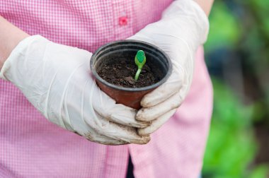 bir kap içine salatalık fide ile tutan kadın