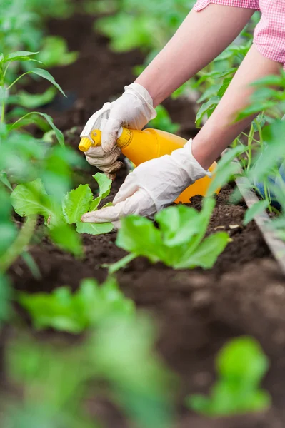 Detail van de vrouwelijke werknemer groen huis sproeien op planten — Stockfoto