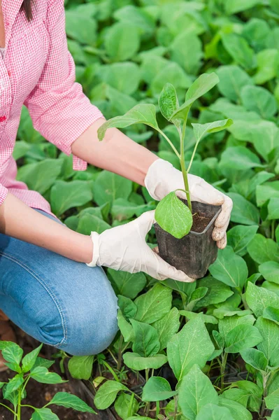 Close up of green house female worker holding a plant — Stock Photo, Image