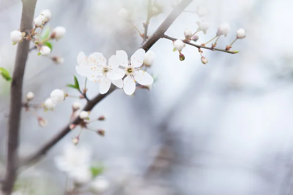 Verse ochtendschemering lentetijd boom toppen — Stockfoto