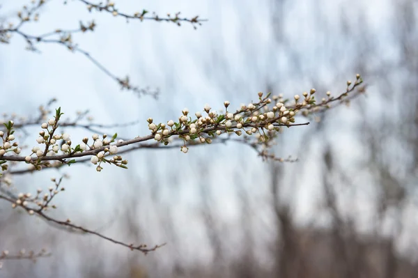 春の芽と木の枝 — ストック写真