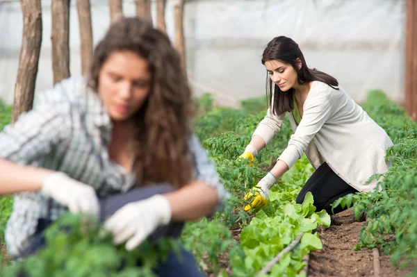 Dos trabajadoras en plantación de cultivos —  Fotos de Stock