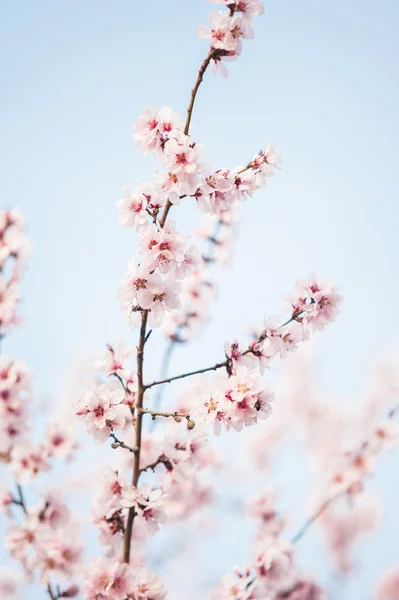 Mooie kersenboom bloemen — Stockfoto