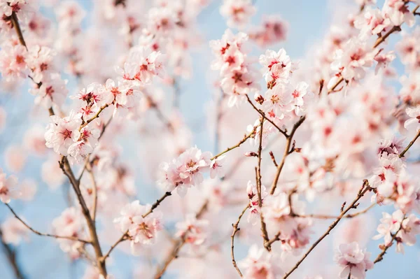 Lindas flores de cerejeira — Fotografia de Stock