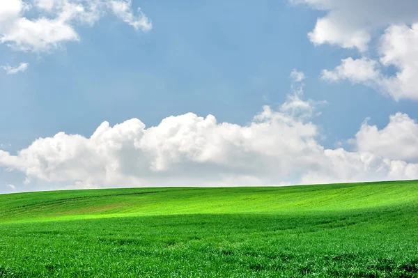 Voorjaarsgroen veld en blauwe lucht — Stockfoto