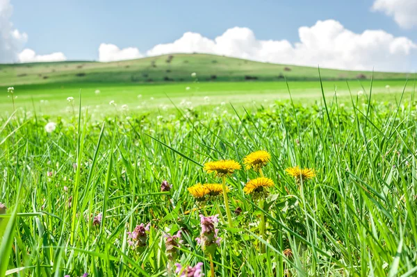 Gele bloemen in groene veld — Stockfoto