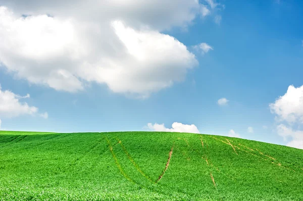 Lente landschap van groene veld — Stockfoto