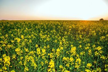 kolza tohumu alanın üzerinde günbatımı