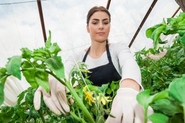 geniş açılı görünüş kadın bahçıvan bitki sera içinde hasat