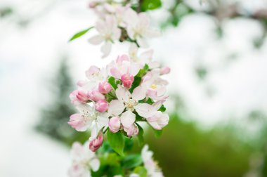 Çiçek ağaç dalı