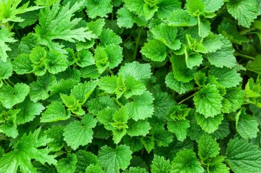 taze yeşil yapraklar