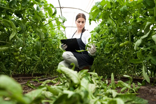 Jovem inspetor agrícola verificando plantas — Fotografia de Stock