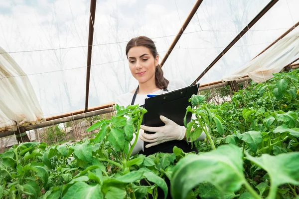 農業女性インスペクター植物をチェック — ストック写真