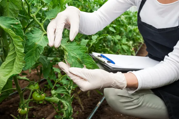 Trädgårdsskötsel tekniker kontroll växthusgaser växter — Stockfoto