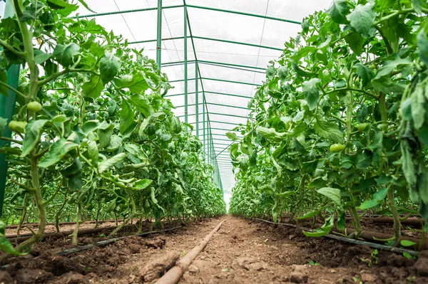 Tomatenplanten in groen huis — Stockfoto