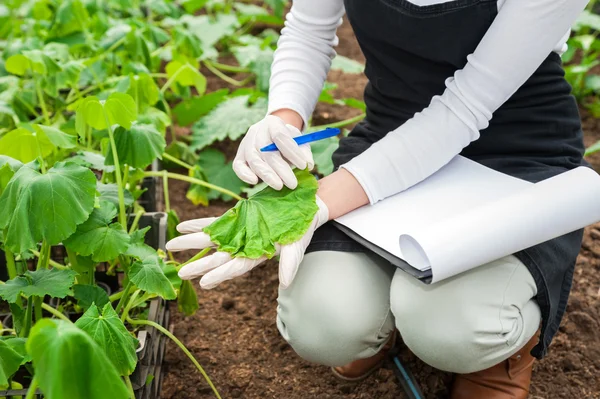 Kvinnlig trädgårdsmästare kontrollera växter — Stockfoto