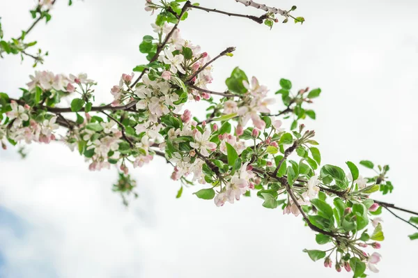 Primavera tempo floresceu flores de árvores brancas — Fotografia de Stock