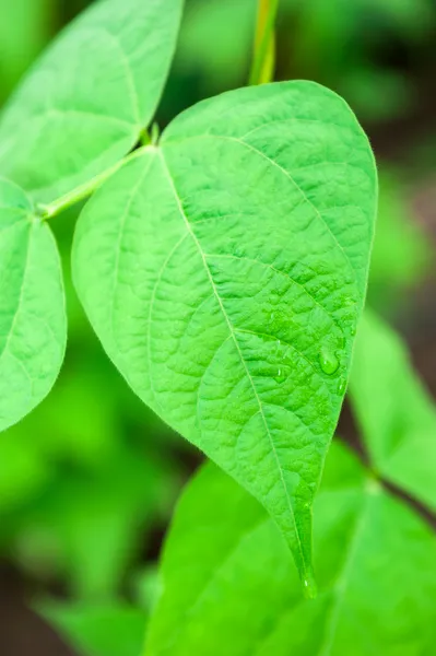 Verse groene bladeren met waterdruppels op het — Stockfoto