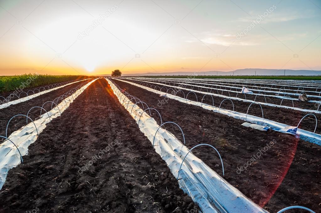Agriculture field with foil protected crop