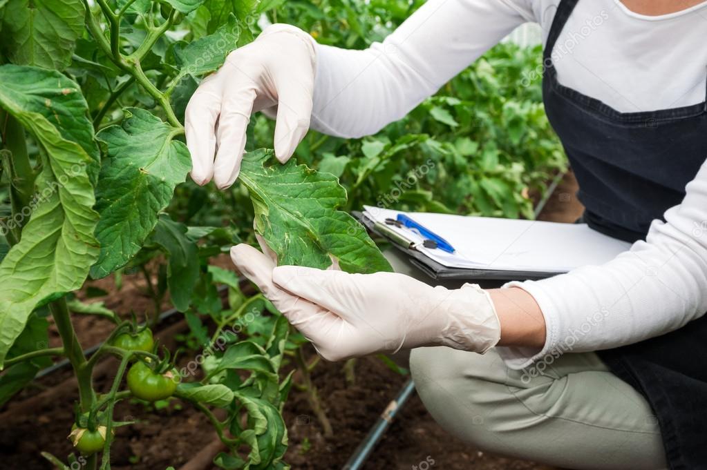 gardening-technician-checking-greenhouse-plants-stock-photo