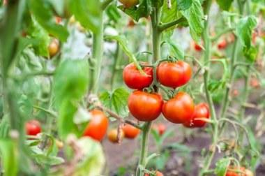 Birçok demetleri ile serada büyüyen olgun kırmızı ve olgunlaşmamış yeşil domates,