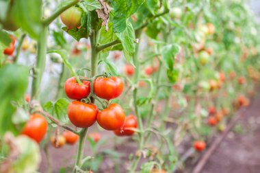 Birçok demetleri ile serada büyüyen olgun kırmızı ve olgunlaşmamış yeşil domates,