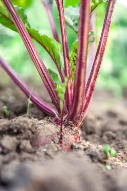 Sebze yatağında pancar yetiştiriyorum..