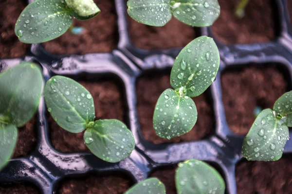 Plántulas de pepino en una maceta. Brotes de verduras frescas verdes en las macetas . — Foto de Stock