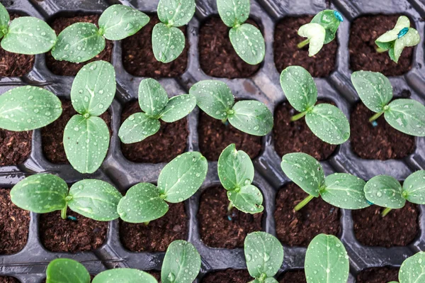 Plántulas de pepino en una maceta. Brotes de verduras frescas verdes en las macetas . — Foto de Stock