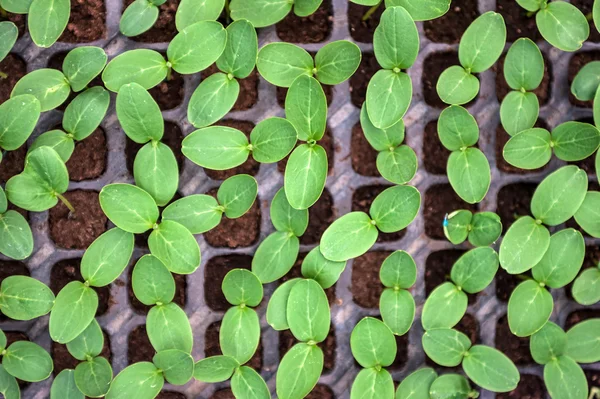 Cucumber seedling in a pot. Green fresh Vegetable sprouts in the pots. — Stock Photo, Image