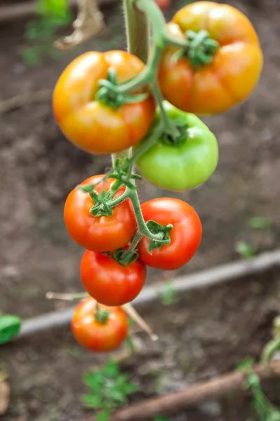 熟した赤と熟していない緑のトマト、温室で育つ多くの房します。 — ストック写真