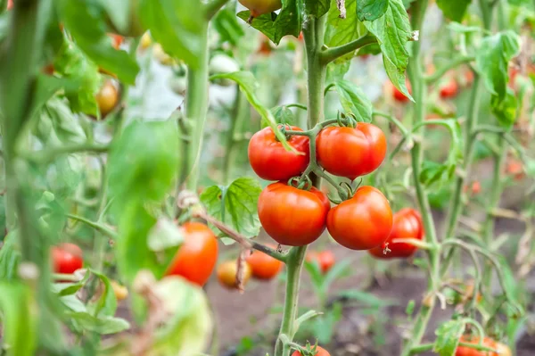 Многие сгустки с спелыми красными и незрелыми зелеными помидорами, растущими в теплице — стоковое фото