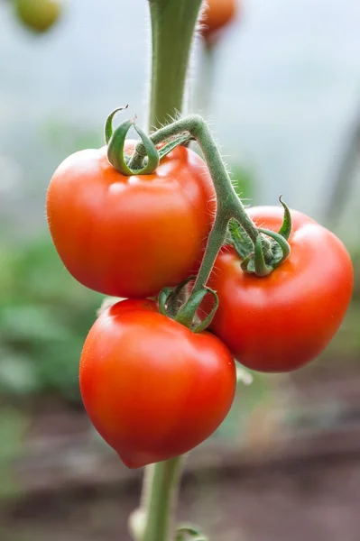 Mnozí se hrozny zralé červené a nezralá zelená rajčata pěstování ve skleníku — Stock fotografie