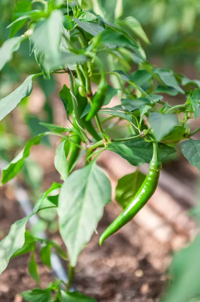 Rostlina pálivé papriky chilli — Stock fotografie