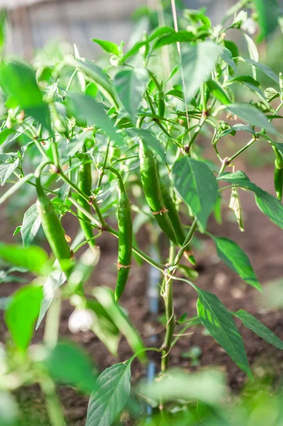 Chili hete pepers plant — Stockfoto