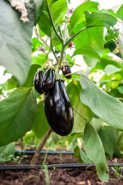 Aubergines groeien op de greengouse. — Stockfoto