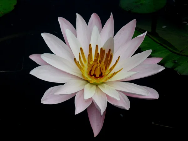Image d'une fleur de lotus sur l'eau — Photo