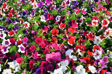 güzel renkli çiçekler